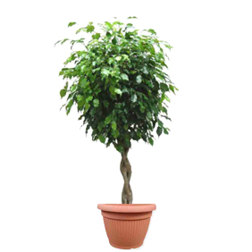 Ficus Benjamina Stem Corkscrew - AS 25