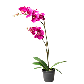Orchid Purple - TT 04