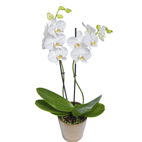 Orchid_Plant - TT 05
