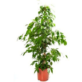 Ficus Benjamina - AS 12