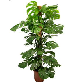 Philodendron Pertusum - AS 02