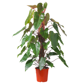 Philodendron Red Emerald AS-10